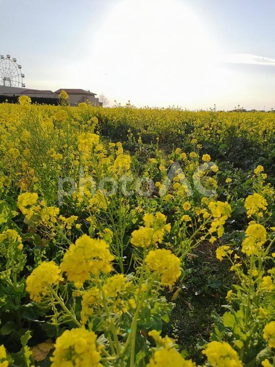 菜の花畑と遠くの観覧車 フィールド,花,農業（商業企業）の写真素材