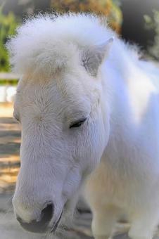 白いポニーの写真