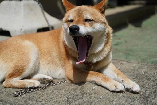 柴犬 あくび 2025年8月 柴犬 あくび 2025年8月の写真