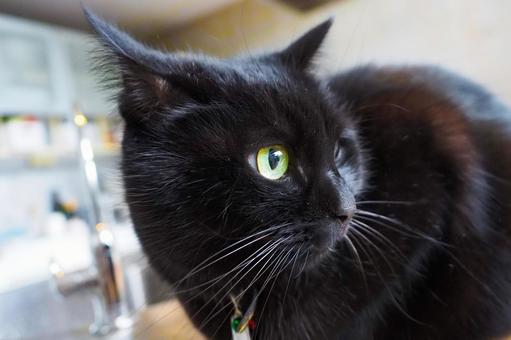 何かをじっと見つめる黒猫 何かをじっと見つめる黒猫の写真