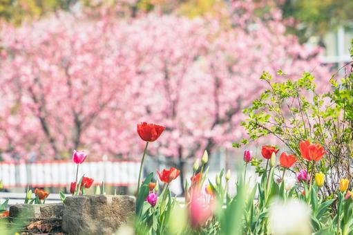 公園のチューリップと桜 公園のチューリップと桜の写真