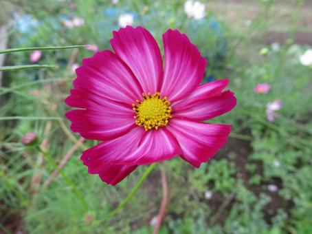 cosmos, cosmo, e carino, albero di ciliegio di caduta, JPG