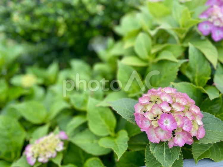 アジサイの背景イメージ アジサイ,花,6月の写真素材