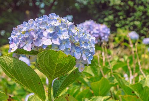 アジサイの花1 アジサイの花1の写真