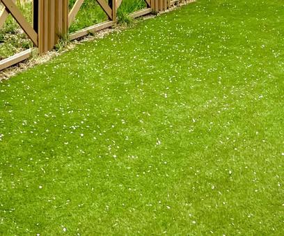 春の芝生 屋外,芝生,柵の写真素材