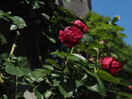 薔薇 薔薇,ローズ,春の写真素材