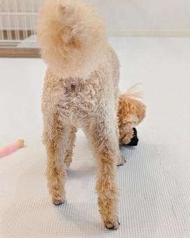 トイプードルのお尻 犬,お尻,肛門腺絞りの写真素材