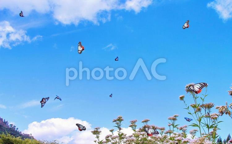 青空に舞うアサギマダラ アサギマダラ,チョウ,蝶の写真素材