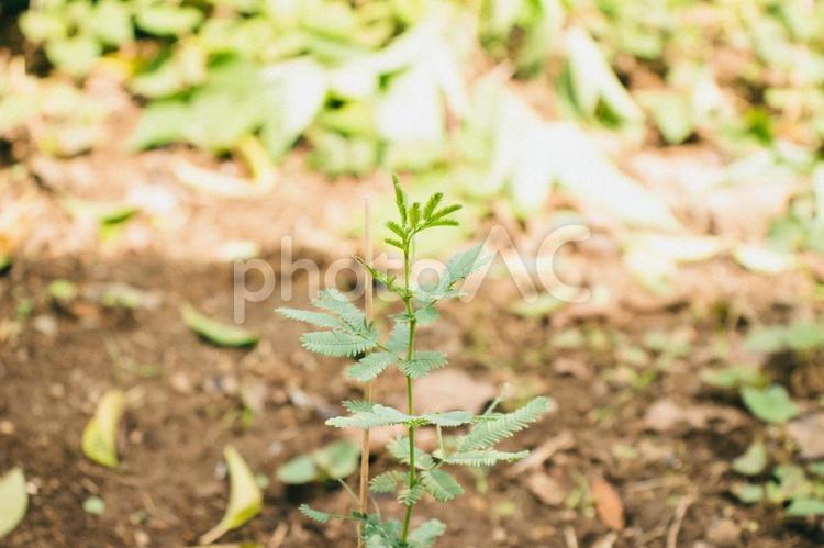 ミモザの苗木２ ミモザ,苗木,植えるの写真素材