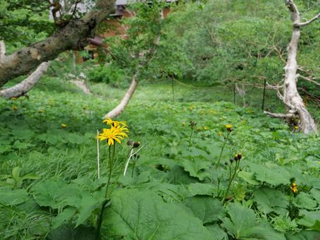 仙丈ヶ岳のお花畑 仙丈ヶ岳のお花畑の写真