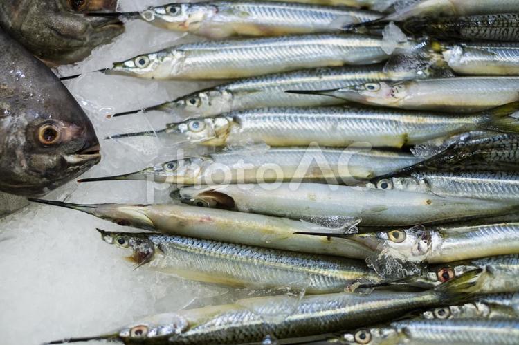 魚のサヨリ サヨリ,魚,水針魚の写真素材