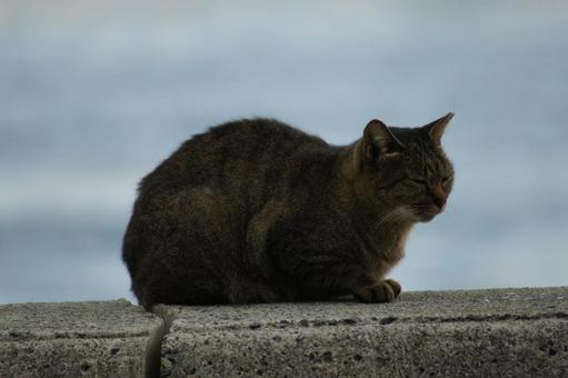 ねこ ねこの写真