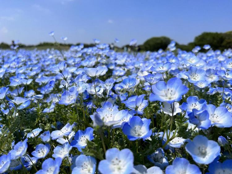 ネモフィラ ネモフィラ,青,風景の写真素材