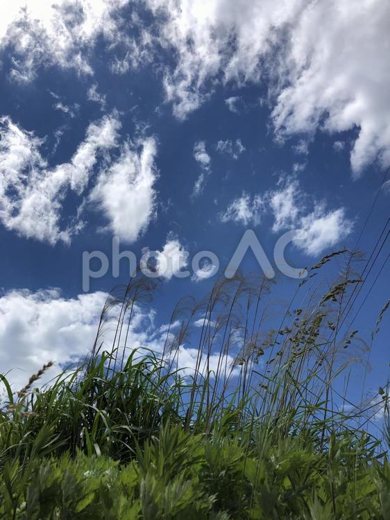 白雲の浮かぶ初夏の青空と草 空,初夏,青空の写真素材