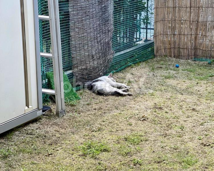 庭で爆睡されるキジ白猫様　 猫,キジ白,庭の写真素材