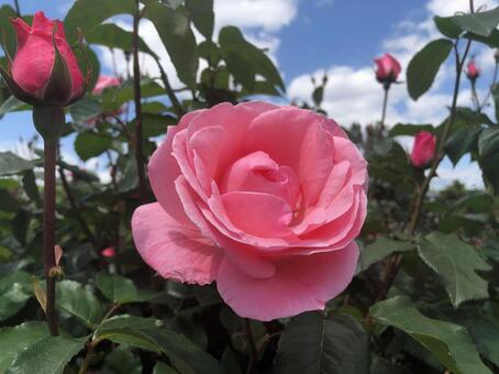 花壇のバラ 花,バラ,大輪の写真素材
