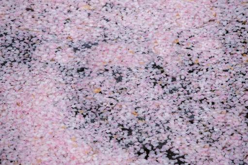 水面に浮かぶ桜の花びら 桜,花びら,浮かぶの写真素材