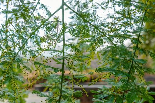 ミモザの繊細な葉と蕾 ミモザの繊細な葉と蕾 ミモザ,蕾,葉の写真素材