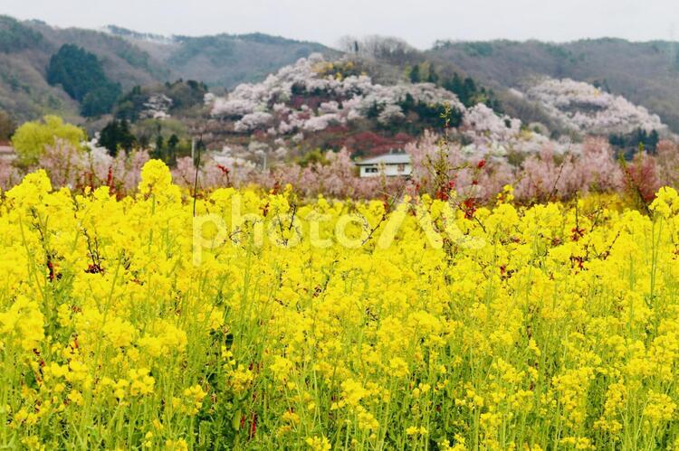 花見山公園（菜の花） 花見山,公園,福島県の写真素材
