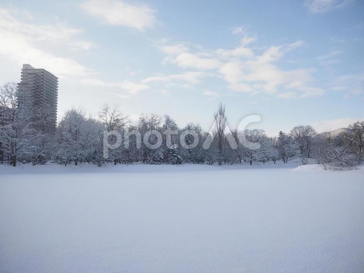 真冬の菖蒲池(中島公園、北海道札幌市） 菖蒲池,池,積雪の写真素材