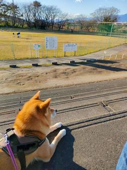 公園の運動場を眺めながら休憩する柴犬！ 犬,柴犬,シバの写真素材