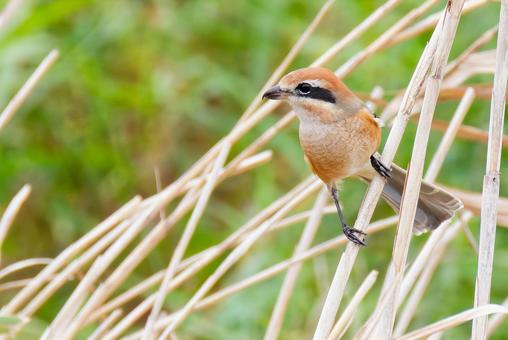 草むらの中のモズ雄 モズ,鵙,百舌鳥の写真素材