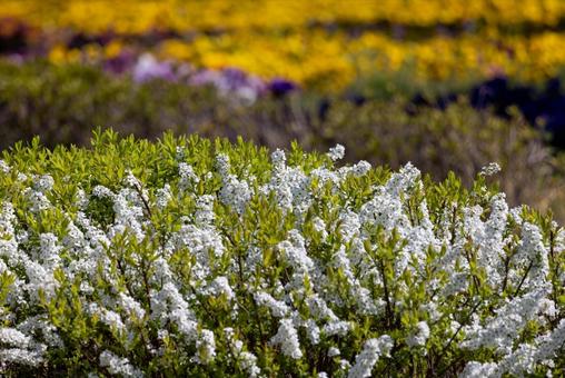 花の絨毯 花の絨毯 花,絨毯,カラフルの写真素材