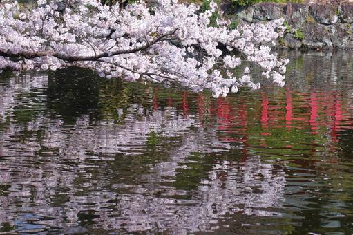 Spring full bloom Spring full bloom