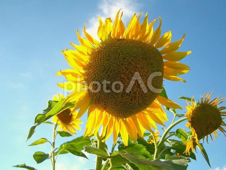 夏の青空とヒマワリの花 風景,ヒマワリ,花の写真素材