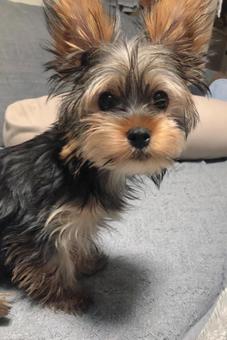 ヨークシャテリアの子犬 ヨークシャテリアの子犬の写真