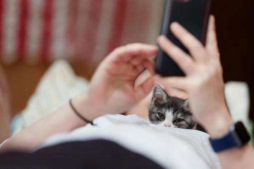 飼い主と猫 マンチカン,猫,子猫の写真素材