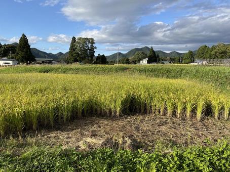 田んぼ 収穫中 田んぼ 収穫中 稲刈り,田,田んぼの写真素材