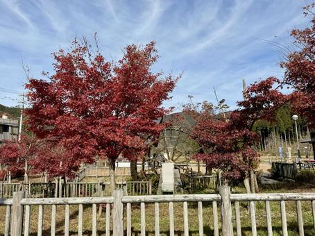 11月　秋の竹田水車メロディーパーク 竹田水車メロディーパーク,自然,水車の写真素材