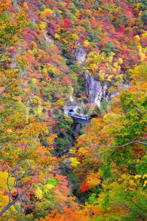 紅葉と渓谷と列車 紅葉,錦秋,秋の写真素材