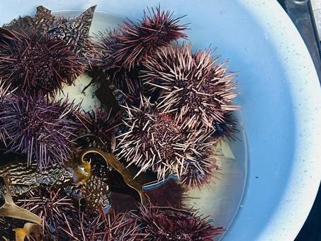 赤ウニ ウニ,赤ウニ,市場の写真素材