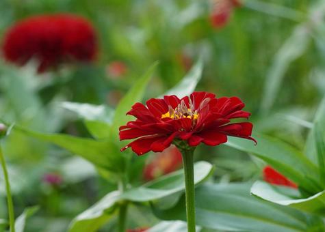 ジニア（ヒャクニチソウ）の写真