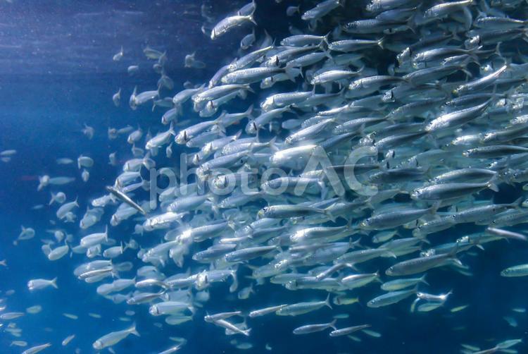 水族館のイワシの群れ 水族館,魚,イワシの写真素材