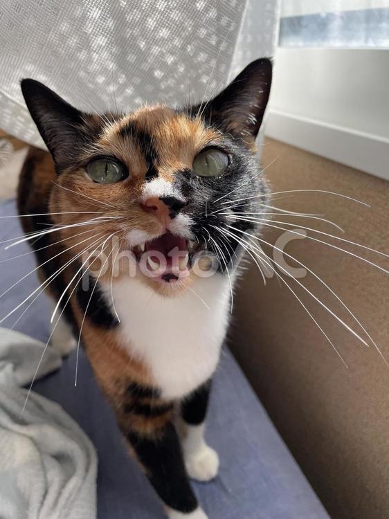鳴いて何かを訴える猫 ねこ,猫,catの写真素材