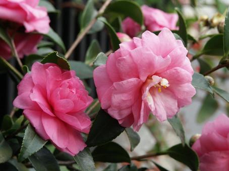 サザンカ・山茶花 サザンカ・山茶花の写真