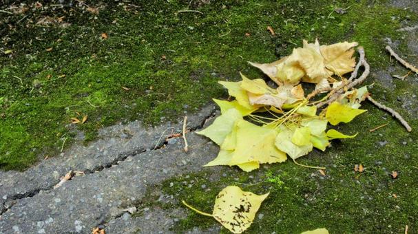 苔と色鮮やかな葉っぱの対比の写真