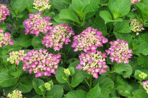 植え込みで咲き始めたピンクのアジサイ 植え込みで咲き始めたピンクのアジサイ アジサイ,花,植物の写真素材