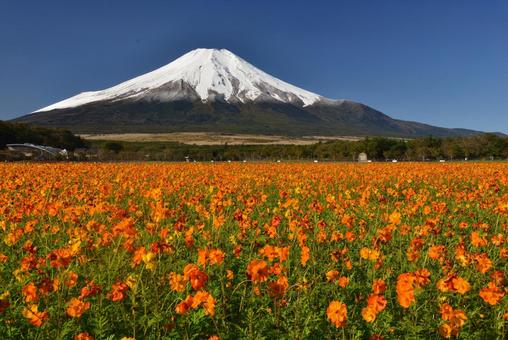 綺麗に雪化粧した富士とコスモス 富士山,山,自然の写真素材