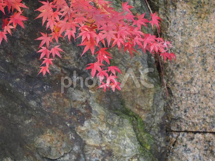 秋　赤く色づいたモミジの葉⑦ 秋,紅葉,もみじの写真素材