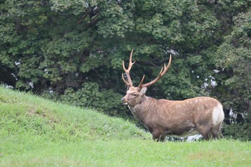 エゾシカ 野生動物,生き物,可愛いの写真素材