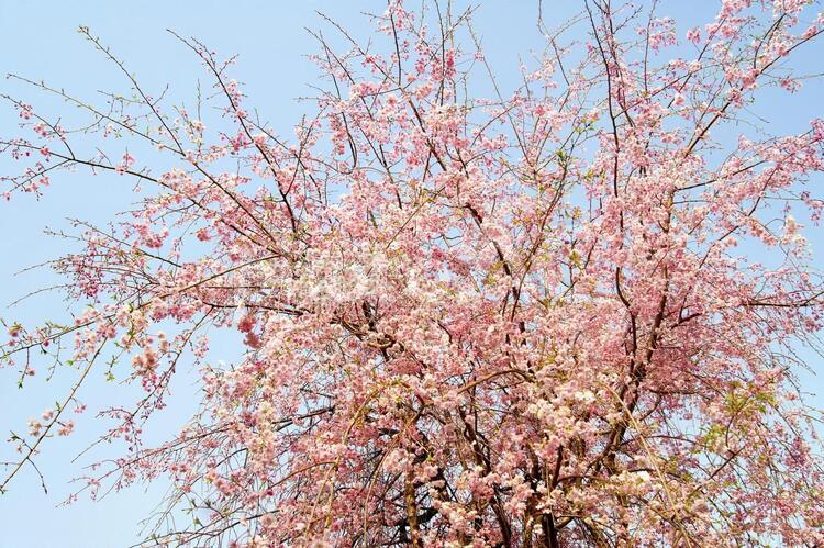 枝垂桜-95 桜,シダレザクラ,ヤエベニシダレの写真素材