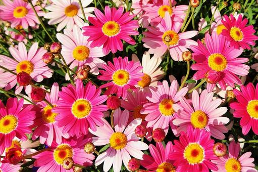 デイジーの花15 デイジーの花15 デイジー,ピンク,ひなぎくの写真素材