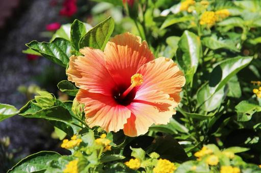 ハイビスカス16 ハイビスカス16 ハイビスカス,花,きれいの写真素材