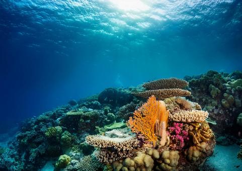 海のサンゴ礁 海のサンゴ礁の写真