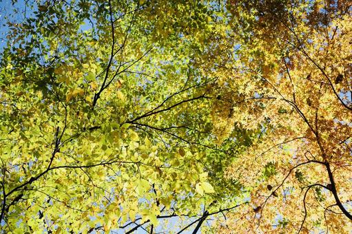 秋の日差しに透ける鮮やかな紅葉 秋の日差しに透ける鮮やかな紅葉の写真