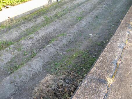 畑の畝 畑,畝,土の写真素材